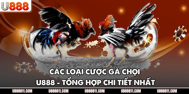 Các Loại Cược Gà Chọi U888 - Tổng Hợp Chi Tiết Nhất 1 Các Loại Cược Gà Chọi U888 - Tổng Hợp Chi Tiết Nhất